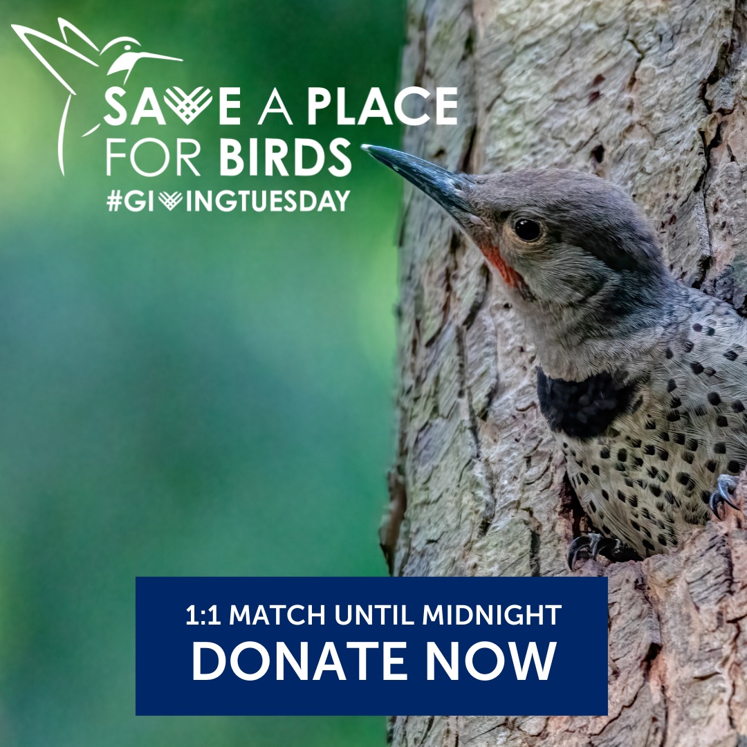 Donate Now: Northern Flicker Square