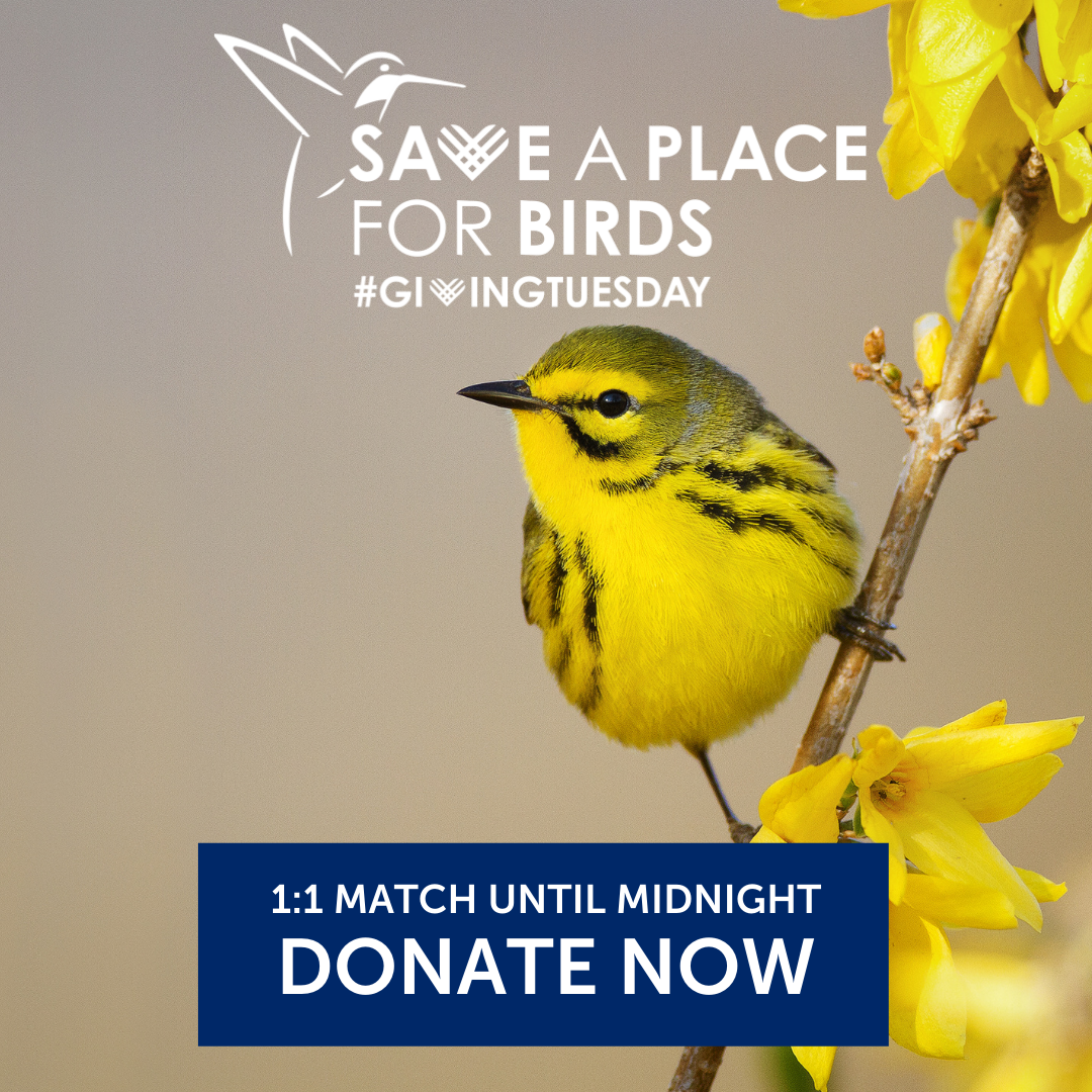 Donate Now: Prairie Warbler Square