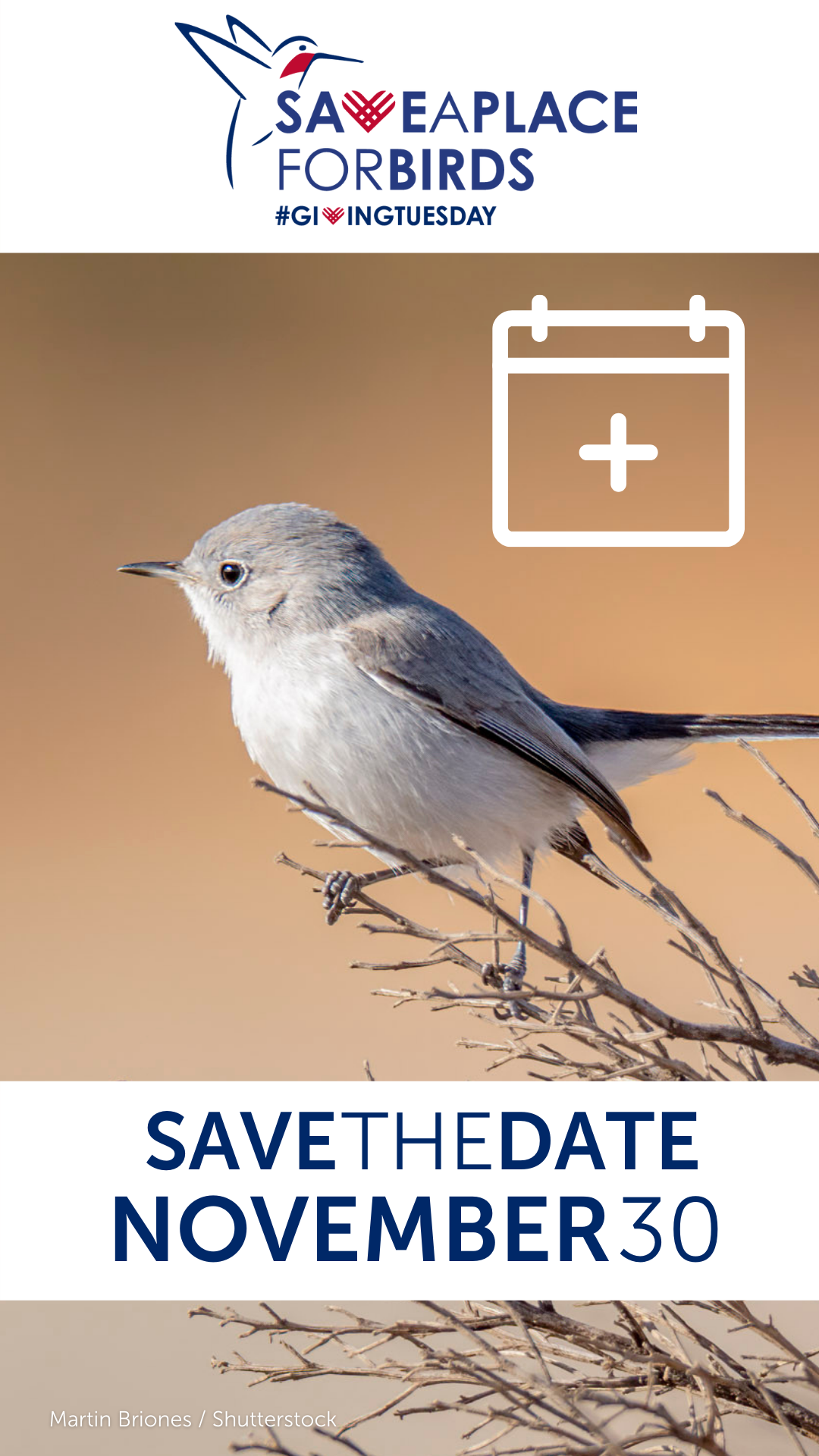 Save the Date - Blue-grey Gnatcatcher Post