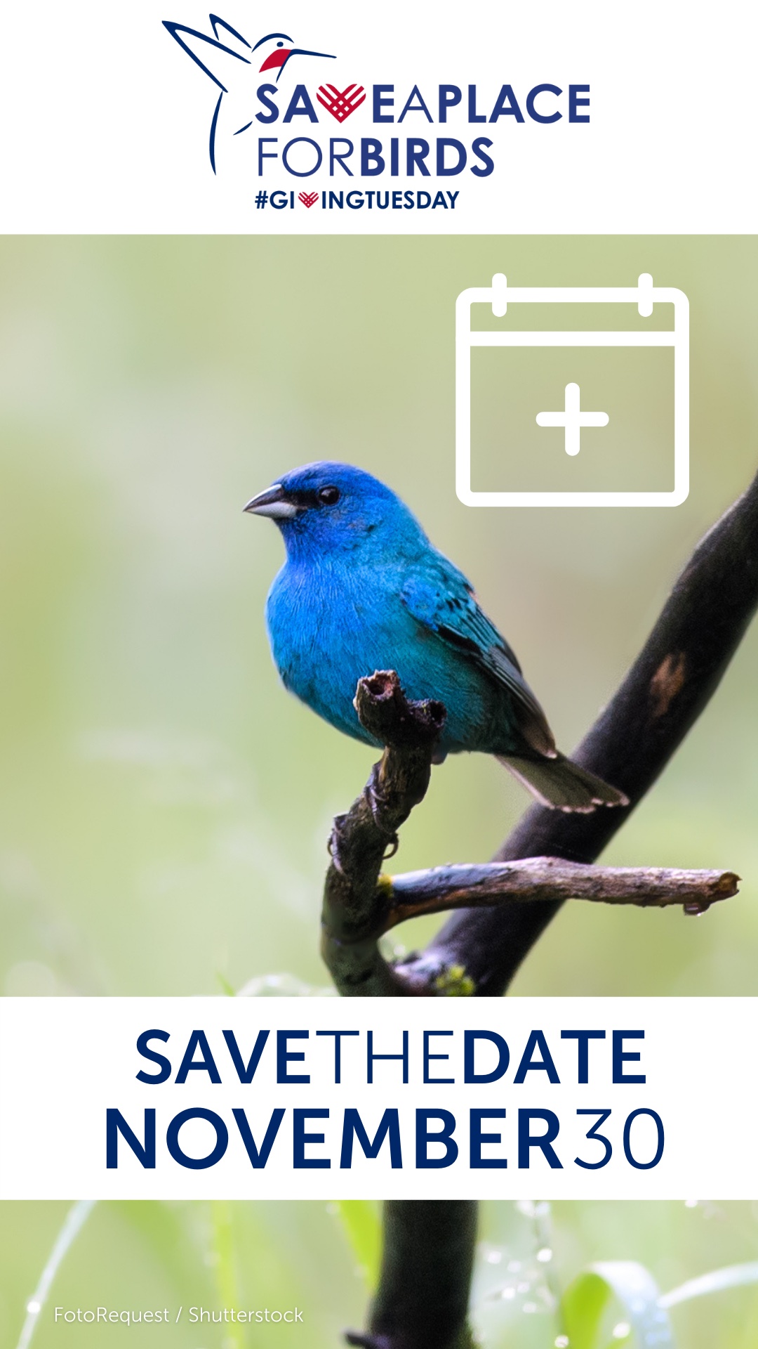 Save the Date - Indigo Bunting Story post