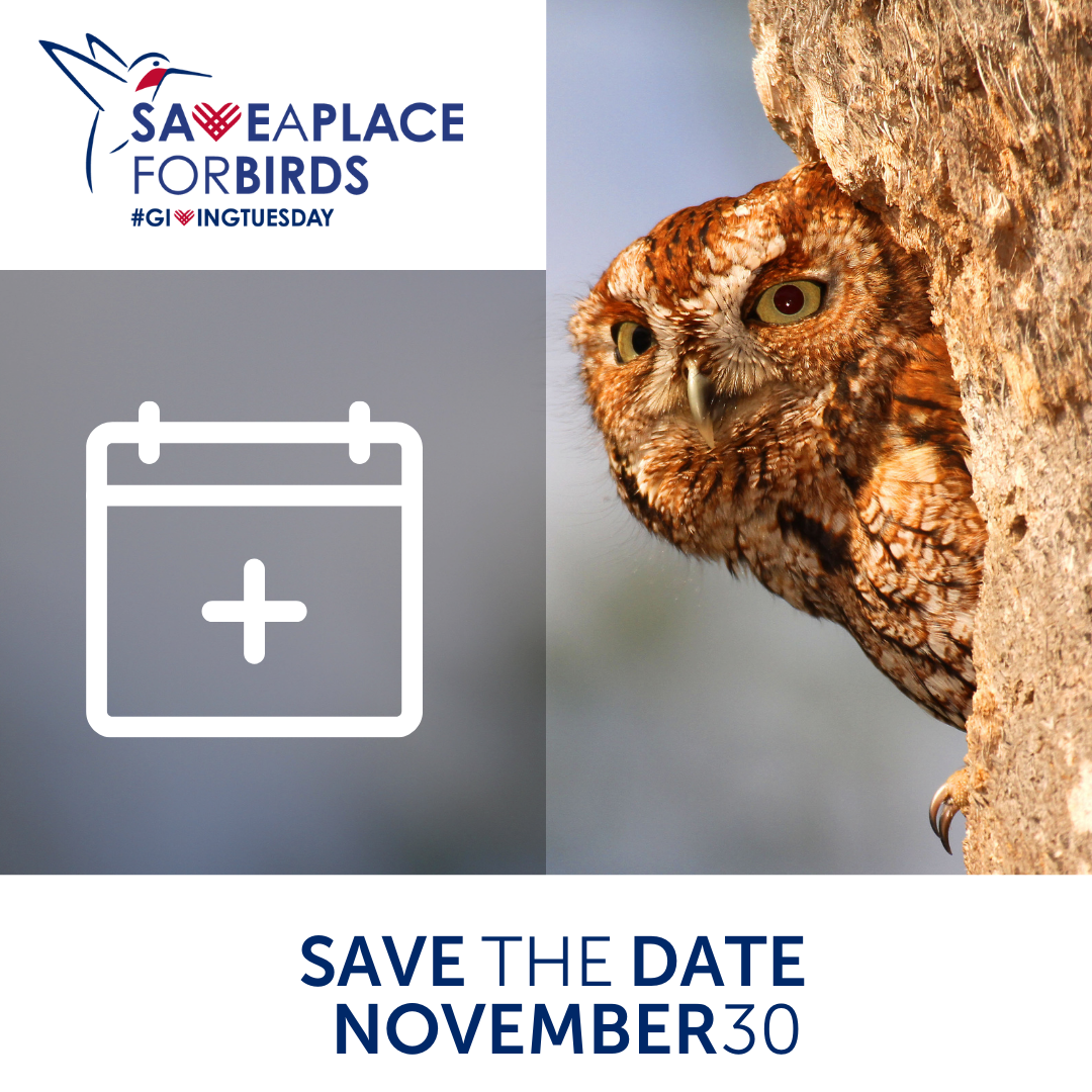 #Save the Date Screech Owl Square Post